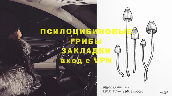 прущие грибы Магас